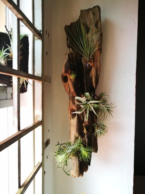 Driftwood Airplant Wall, Driftwood Wall Planter, Driftwood Wall Art Hanging, Driftwood Trellis, Driftwood Garden Ideas, Driftwood Plant Hanger, Air Plant Wall Display, Air Plant Display Ideas, Driftwood Plant