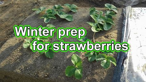 Growing strawberries in rental patch. Last time, we planted strawberries. (Best way to plant strawberry plants. For outdoor strawberries, the best time to plant is from early to mid-October.) This time, we are preparing strawberries for winter. (Maintain strawberry plants.) Remove the mulch from the bed to expose the strawberries to the cold. (Winter care of strawberry plants.) Strawberry Plant Care, Strawberry Seedlings, Strawberry Runners, Everbearing Strawberries, Strawberry Tower, Strawberry Beds, Winter Care, Plant Maintenance, Strawberry Garden