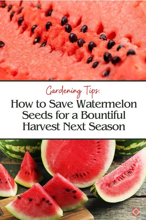 Don’t toss those watermelon seeds! 🌱 Save them for a bountiful harvest next season. This detailed guide will teach you how to collect, dry, and store watermelon seeds so you can enjoy fresh, homegrown melons year after year. Types Of Watermelon, Lavender Benefits, Watermelon Seeds, Indoor Plant Care, Seed Saving, Black Jack, Bountiful Harvest, Plant Identification, Sustainable Garden