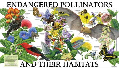 Pollinator Partnership | Pollinator.org Pollinators Poster, Cottage Patio, Indigenous Tribes, Perennial Herbs, Pollinator Garden, Endangered Species, Butterfly Garden, Small Trees, Native Plants