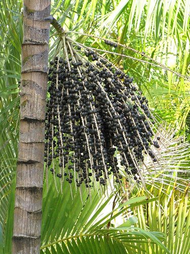 Acai berry is a fruit of a palm tree native to the subtropical regions of Central and South America. They require warm humid climate and cannot tolerate the cold. Acai Tree, Acai Palm Tree, Types Of Berries, Rainforest Plants, Acai Fruit, Acai Berry, Plant List, Tropical Rainforest, Exotic Fruit