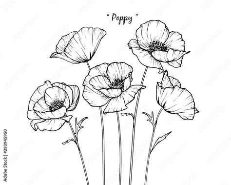 Poppy Flower Drawing, Fine Line Drawing, Flower Line Drawing, Poppy Flower Tattoo, Poppy Drawing, Poppies Tattoo, Flower Line Drawings, Flower Drawings, White Backgrounds