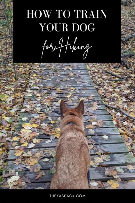 dog hiking on a boardwalk in the fall | how to train your dog for hiking Dog Walking Essentials, Importance Of Discipline, Hiking With Dog, Working Dog Breeds, Dog Hiking Gear, Hiking With Dogs, Dog Hiking, Go Dog Go, Train Dog