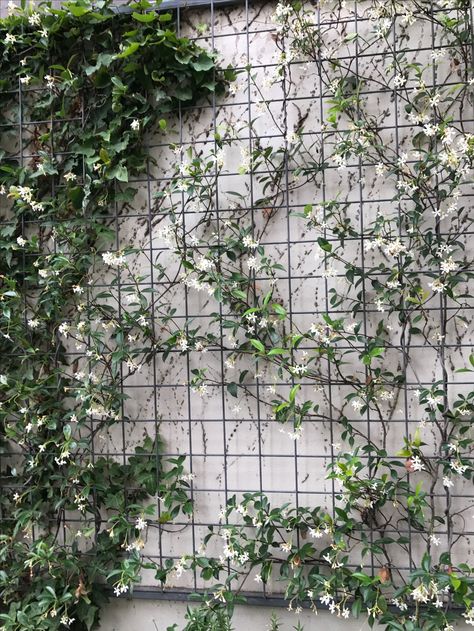 Jasmine Plant Climbing, Trellis Ideas Garden, Climbing Jasmine, Outdoor Trellis Ideas, Wall Climbing Plants, Garden Trellis Ideas, Courtyard Plants, Creepers Plants, Garden Wall Designs