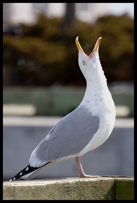 Seagull Reference, Seagull Screaming, Fluffy Bird, Seagull Tattoo, Beach Birds, Sea Gulls, Pet Organization, Nautical Crafts, Shorebirds