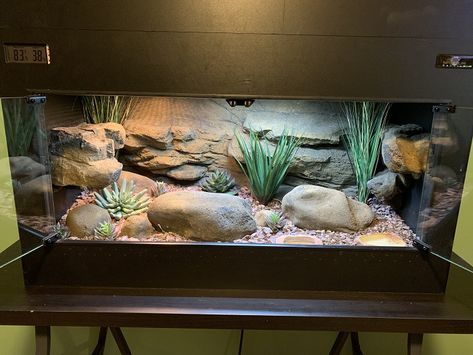 Desert Terrarium Reptile, Bearded Dragon Enclosure Ideas, Leopard Gecko Diy, Bearded Dragon Setup, Reptile Rack, Bearded Dragon Terrarium Ideas, Leopard Gecko Habitat, Leopard Gecko Care, Gecko Tank