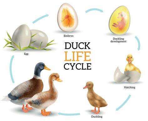 Life Cycle Of A Bird, Duck Life Cycle, Bird Life Cycle, Cycle Stages, Animal Homes, Birds Vector, Animal Life Cycles, Nature Education, Hatching Chicks