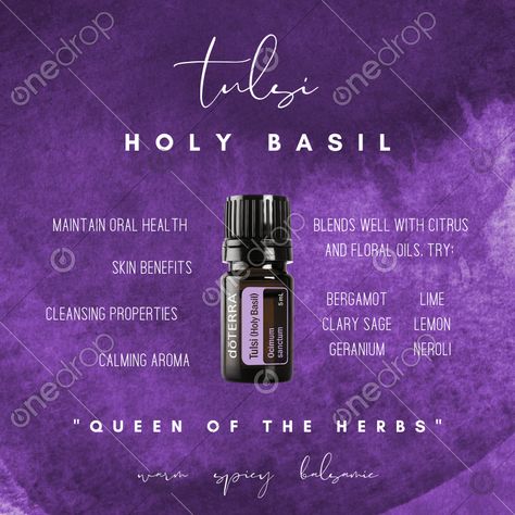 Basil Uses, Tulsi Benefits, Holy Basil Essential Oil, 10 Percent Off, Basil Essential Oil, Basil Oil, Doterra Wellness Advocate, Essential Oil Benefits, Holy Basil