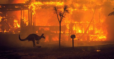 Terrifying Pictures, Documentary Photographers, Canberra, Koala Bear, Humane Society, Tasmania, A Fire, Scientists, First Photo