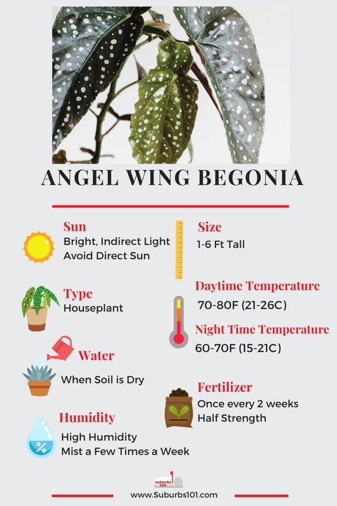 Begonia Plant Care, Begonia Angel Wing, Spotted Begonia Care, Begonia Maculata Care, Angel Wing Begonia Care, Begonia Types, Angel Wing Plant, Begonia Care, Inside Gardening