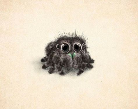 Jumping Spider, Big Eyes, Sydney, Illustrations, White, Black