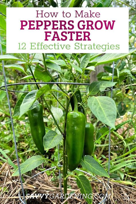 12 ways to make garden peppers grow faster! How to grow peppers fast. This gardening guide os all about growing peppers and how to plant peppers in your home vegetable garden. Plus get tips for a faster harvest. #GrowingPeppers How To Grow Jalapenos, Grow Jalapenos, Growing Jalapenos, Jalapeno Plant, Growing Hot Pepper, Tomato Problems, Growing Tomatoes From Seed, Growing Peppers, Tomato Farming