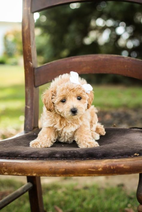 We raise Teddybear Puppies. Poochon puppies for sale! Family owned bichpoo, bichon poodle, or bichonpoo breeder. Health guarantee. DNA tested. Bichpoo Puppies, Poochon Puppy, Poochon Dog, Poochon Puppies, Bichon Poodle, Poodle Puppies For Sale, Dog Breeders, Poodle Puppy, Dog Breeder