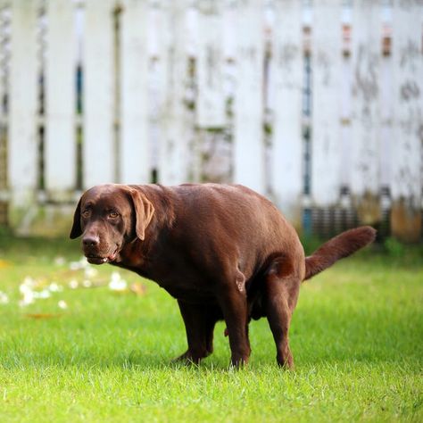 Dog Pooping Picture In Bathroom, Pooping Dog, Dog Farts, Restroom Ideas, Dog Poo, Cleaning Your Colon, Carnival Posters, Frozen Dog, Dog Business