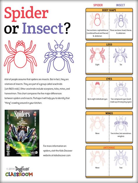 Spider or Insect? Perhaps this will clarify the identity of that “thing” crawling around on your kitchen floor. Bugs Kindergarten, Parts Of A Spider, Spiders Preschool, Chart Dog, Spider Unit, Spider Fact, Spider Book, Mini Beasts, Second Grade Science