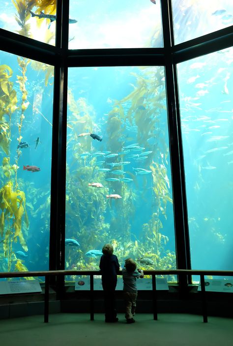 Aquarium Library, Aquarium Mermaid, Monterey Aquarium, Large Aquarium, Aquarium Pictures, Aquarium Architecture, Public Aquarium, Kelp Forest, Animal Husbandry