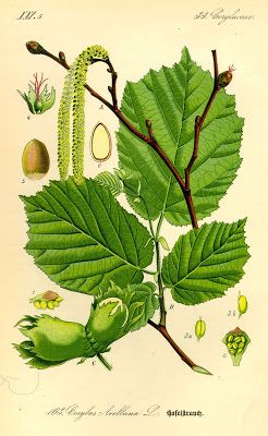 Ecology Projects, Corylus Avellana, Hazelnut Tree, Tree Identification, Foto Transfer, Illustration Botanique, Plant Images, Celtic Tree, Deciduous Trees