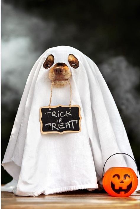 Dog Ghost Costume, Best Dog Halloween Costumes, Puppy Halloween Costumes, Halloween Fotos, Halloween Puppy, Animal Photoshoot, Classic Halloween Costumes, Hallowen Costume, Dog Photoshoot