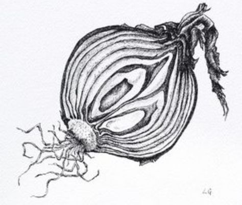 Onion Cross Section, Onion Layers Art, Green Onion Tattoo, Onions Drawing, Onion Sketch, Onion Tattoo, Vegetables Sketch, Onion Illustration, Onion Art