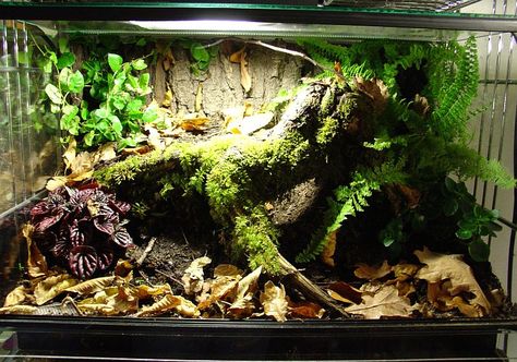 terrario tarantula Tarantula Habitat, Dart Frog Vivarium, Lizard Terrarium, Tarantula Enclosure, Bioactive Vivarium, Snake Cages, Snake Terrarium, Frog Terrarium, Snake Enclosure