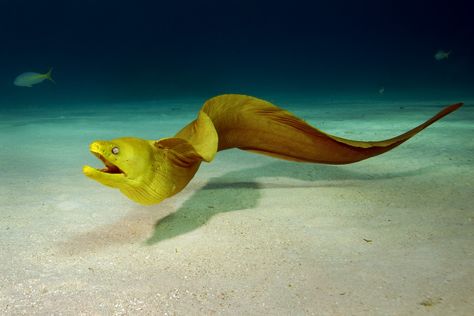 Gymnothorax funebris - Green Moray Eel -- Sighted: Bahia Culebra, Costa Rica Cool Sea Creatures, Ocean Surface, Moray Eel, Under The Ocean, Underwater Animals, Animal Study, Underwater Creatures, Life On Earth, Aquatic Animals