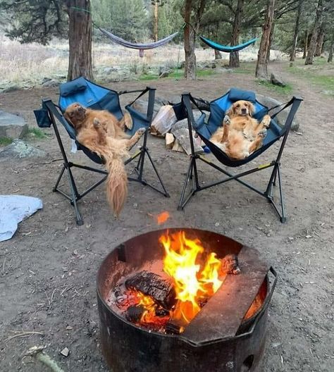 Camping With Golden Retrievers Golden Retriever Camping, Camping Aesthetic, Camping Ideas, Funny Animal Memes, Canine Companions, Dog Memes, Rottweiler, Animal Memes, Animals Friends