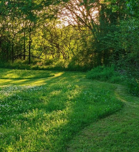 Renter shares stunning lawn update photos after quitting mowing for two months: 'It's a genuine meadow' Yard Maintenance, Water Bill, Lawn Maintenance, Wildflower Seeds, Lawn Mowers, Native Plants, The Locals, Garden Landscaping, Soil