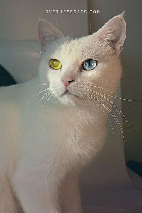 Cat Writing, Heterochromia Iridum, Animals Eyes, Two Different Colored Eyes, Turkish Angora Cat, Caring For A Newborn, Angora Cats, Different Colored Eyes, Foster Kittens