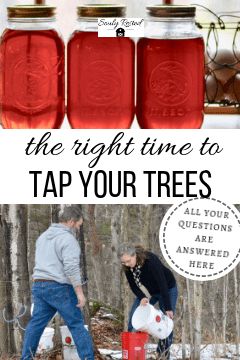 The Secret to Tapping Your Trees at the Right Time » SoulyRested Making Syrup, Homesteading Food, Tree Tapping, Tapping Maple Trees, Emergency Go Bag, Homemade Maple Syrup, Wild Food Foraging, Emergency Food Supply, Tree Sap