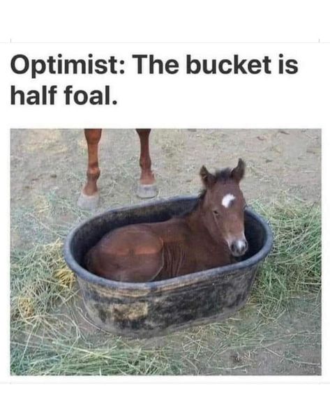 Too Cute! www.justhorseriders.co.uk  #equestrian #horsegirl #justhorseriders #horseriding #horselife #horselover #equestrianlife Equestrian Funny Horse Humor, Equestrian Funny, Equestrian Memes, Horse Humor, Funny Horse Memes, Horse Memes, Horse Quotes Funny, Funny Horse Pictures, Horse Jokes