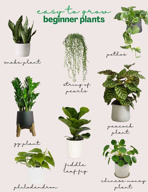 Beginner Plants, Houseplants For Beginners, Easy To Grow Houseplants, Easy Indoor Plants, Small Garden Landscape, Indoor Water Garden, Spring Garden Flowers, Plant Care Houseplant, Chinese Money Plant