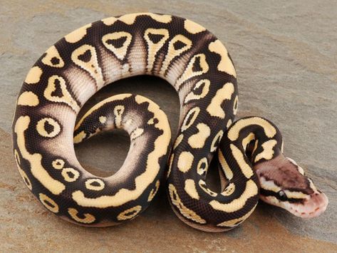 Desert Mystic Pastel Ball Python Morph Pastel Ball Python, Python Royal, Python Regius, Cool Snakes, Pretty Snakes, Ball Python Morphs, Snake Lovers, Cute Reptiles, Cute Snake