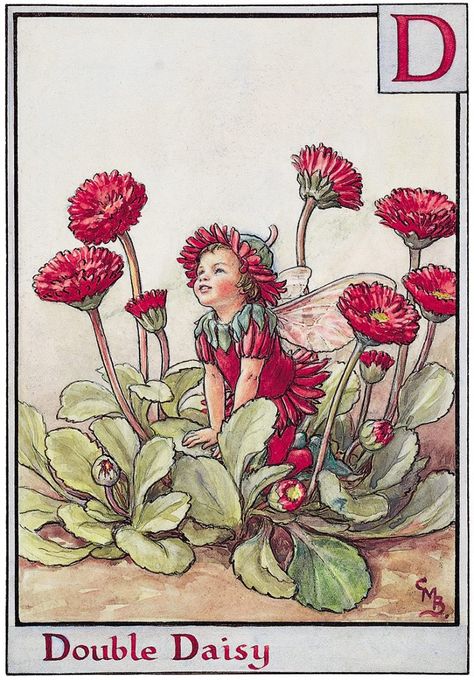 Daisy Fairy, Flower Fairies Books, Illustration Kunst, Arte Indie, Fairy Images, Fairy Illustration, Fairy Pictures, Cicely Mary Barker, Fairy Artwork