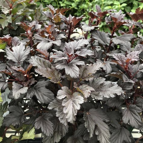 (NInebark) The Blackest Ninebark on the market thus far is SUMMER WINE® Black. Standing 5-6 foot tall and wide, SUMMER WINE® Black creates an upright mounding habit shrub. The dark burgundy black foliage has heavily serrated edges creating a nice texture. In late spring/ early summer large white/pink clusters of flowers emerge on this flowering shrub. But the interest does not end there! As the flower heads mature they form rich red seed pods for additional weeks of interest. It has been noted t Summer Wine Black Ninebark, Ninebark Shrub, Red Branches, Physocarpus Opulifolius, Foliage Arrangements, White Azalea, Foundation Planting, Summer Wines, Bee Friendly