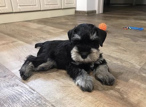 Black And White Miniature Schnauzer, Miniature Schnauzer Puppy, White Miniature Schnauzer, Pomsky Dog, Mini Schnauzer Puppies, Dog Poo, Standard Schnauzer, Mini Schnauzers, Cutee Animals