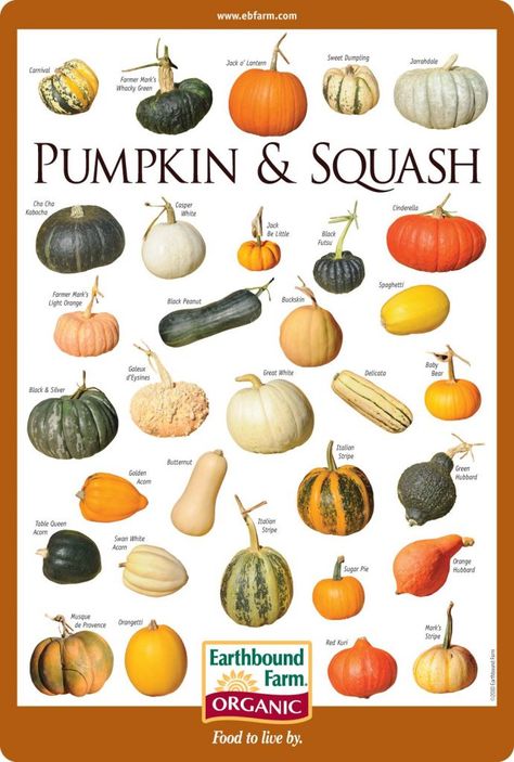 How to Identify & Choose the Right Pumpkin or Winter Squash Healthiest Snacks, Squash Types, Winter Squash Recipes, Types Of Pumpkins, Pumpkin Varieties, Squash Varieties, Pumpkin Squash, Pumpkin Seasoning, Winter Squash