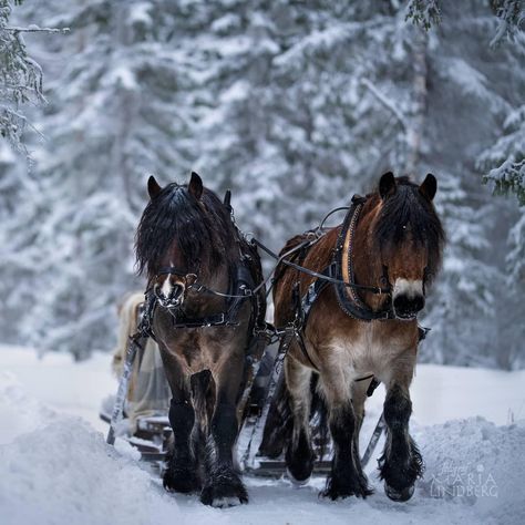 Winter Horse, Icelandic Horses, Christmas Horse, Equestrian Aesthetic, Clydesdale Horses, Horse Inspiration, Christmas Horses, Dashing Through The Snow, Icelandic Horse