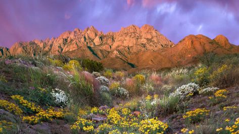 New Mexico Wildflowers New Mexico Flowers, Mexico Flowers, Arizona Mountains, Taos Ski Valley, Wildflowers Photography, Australian Wildflowers, Yellow Daisies, Desert Plants, Forest Fire