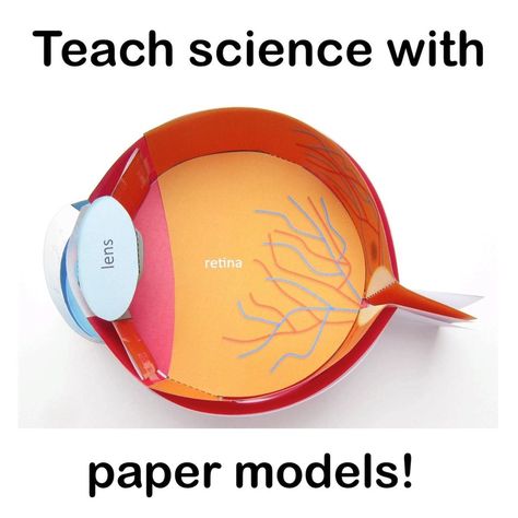 Science Project Ideas Highschool, Biology Model, Science Exhibition Projects, Science Projects For Middle School, Plant Lessons, Science Pins, Brain Models, Biology Projects, Science Models