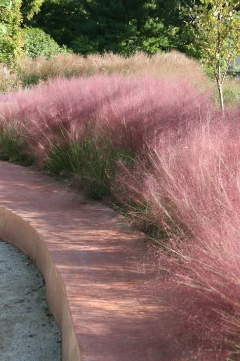 Pink Grass, Grasses Garden, Pink Garden, Garden Landscape Design, Ornamental Grasses, Garden Cottage, Front Garden, Dream Garden, Puglia