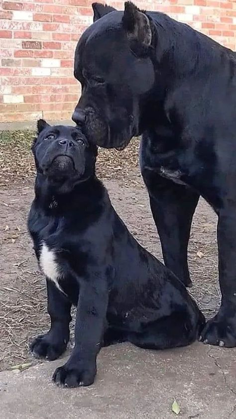 King Corso Dog, American Staffy, Really Big Dogs, Cane Corsos, Big Dog Breeds, Cane Corso Dog, Dog Mommy, Corso Dog, Scary Dogs