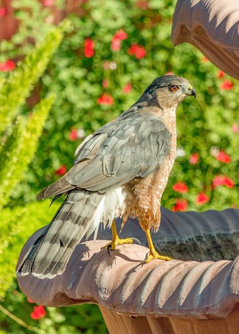 How to Identify a Cooper's Hawk - Birds and Blooms Coopers Hawk, Sharp Shinned Hawk, Hawk Bird, Saw Whet Owl, Cooper's Hawk, Red Tailed Hawk, Dull Colors, Great Horned Owl, How To Attract Hummingbirds