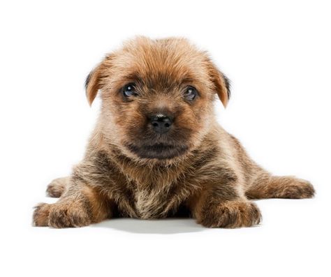 When it comes to Norfolk Terriers, they live up to their Terrier moniker, also known as Norfolks. Small yet fearless and adventurous, they are the perfect companions for anybody looking for a bit of excitement. Despite their little stature, they are surprisingly strong and confident. Frank “Roughrider” Jones, an English dog breeder and horseman, created the breed in the early twentieth century to hunt rats and foxes. He had created two distinct breeds of Terrier, the Norwich and the Brewer Terrier, Norfolk Terrier Puppies, Puppy Formula, English Dogs, Norfolk Terrier, Terrier Breeds, Terrier Puppies, Puppy Food, Dog Breeder