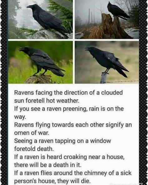 Little Raven Lore this gloomy morning.... My favorite bird and type of day. #raven #ravenlore #ravens #ravenspirit #ravenspiritanimal #bird… Book Writing Tips, Writing Advice, The More You Know, Story Writing, Writing Help, Spell Book, Crows, Book Of Shadows, Writing Inspiration