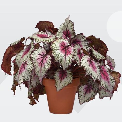 Begonia Rex (Painted-leaf Begonia) Indoor Care and Growing Guide Begonia Aesthetic, Begonia Plant, Rex Begonia, November Flower, Pink Splash, Winter Rose, Indoor Gardens, Pink Leaves, Leaf Coloring