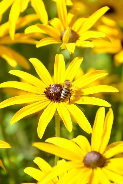 We're buzzing over these beautiful blooms. Sun Loving Plants, Plant Zones, Southern Garden, Attracting Bees, Creative Gardening, Summer Garden, Cool Plants, Garden Plants, Perennials