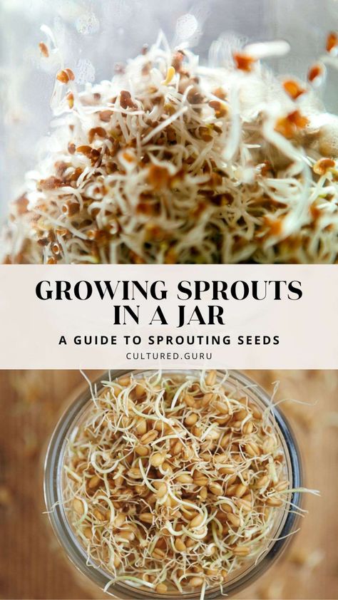 Growing sprouts in a jar is an easy and rewarding experience with many nutritional benefits. So, gather your mason jars, pick your favorite sprouting seeds using this guide, and start sprouting seeds at home. Sprouted Foods, Sprouts In A Jar, Best Prebiotic Foods, Microgreens Recipe, Growing Beans, Growing Sprouts, Fasting Recipes, Prebiotic Foods, Adzuki Beans