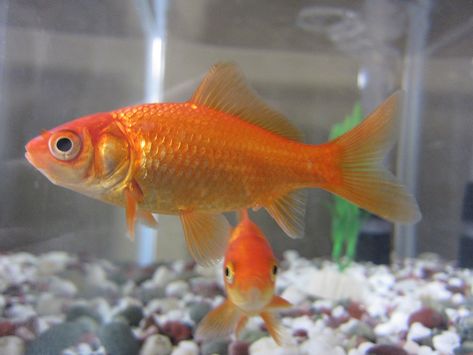 Common Goldfish Goldfish Care, Common Goldfish, Face Health, Endangered Wildlife, Interesting Animals, Cute Cat Wallpaper, Animal Habitats, Fish Tail, Gold Fish