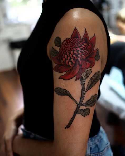 Australian Traditional Tattoo, Waratah Tattoo, Waratah Flower Drawing, Waratah Flower Painting, Waratah Painting, Piercing Tattoo, Traditional Tattoo, Maple Leaf Tattoo, Watercolor Tattoo