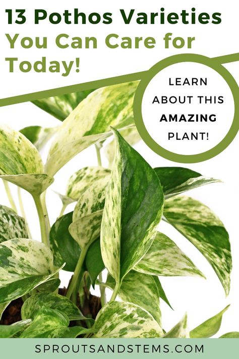 Pathos Plant, Pothos Varieties, Pothos In Water, Pothos Care, Closed Terrarium Plants, Pothos Plant Care, Closed Terrarium, Marble Queen, Marble Queen Pothos